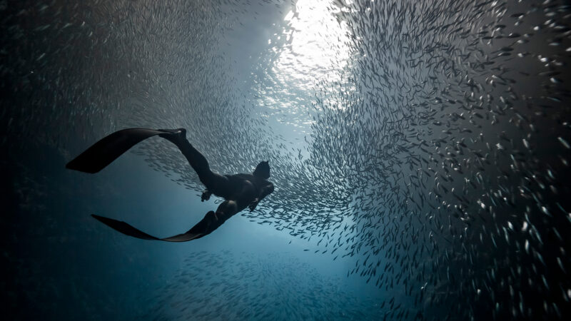 A,Woman,Freediver,Swim,Underwater,With,A,Very,Big,School
